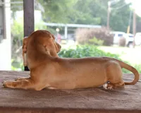 Clifford Purebred DNA Tested, a male Miniature Dachshund for sale in Haines City, FL – 2 of 3