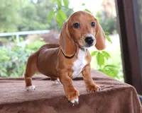 Tulip Purebred DNA Tested, a female Miniature Dachshund for sale in Haines City, FL – 3 of 5