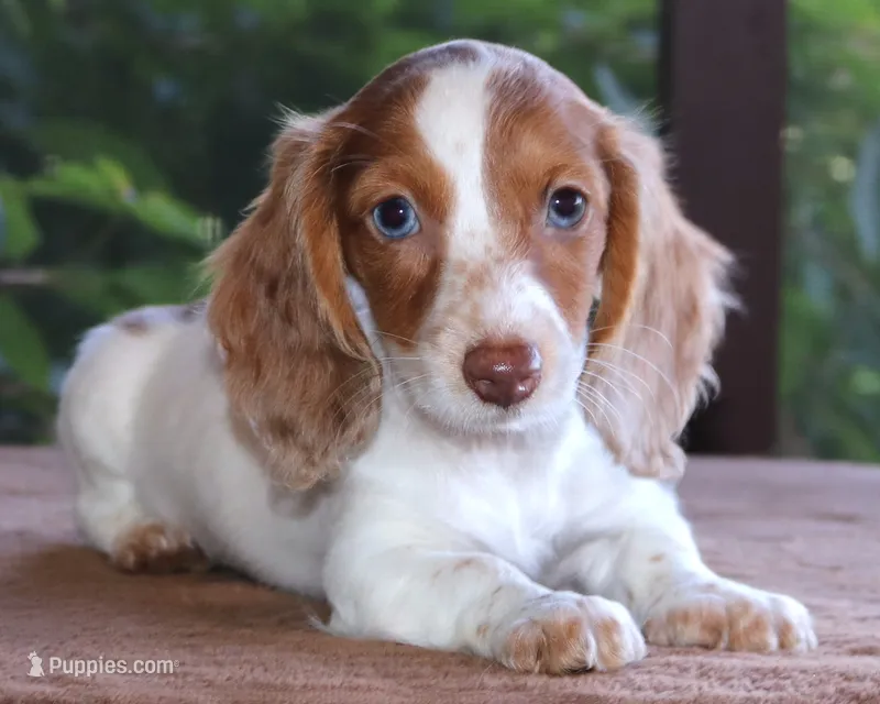 Mae Dapple Family Raised Purebred DNA Tested – Miniature Dachshund puppy for sale in Haines City, FL