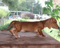 Tulip Purebred DNA Tested, a female Miniature Dachshund for sale in Haines City, FL – 5 of 5