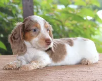 Moby Dapple Family Raised Purebred DNA Tested, a male Miniature Dachshund for sale in Haines City, FL – 1 of 5