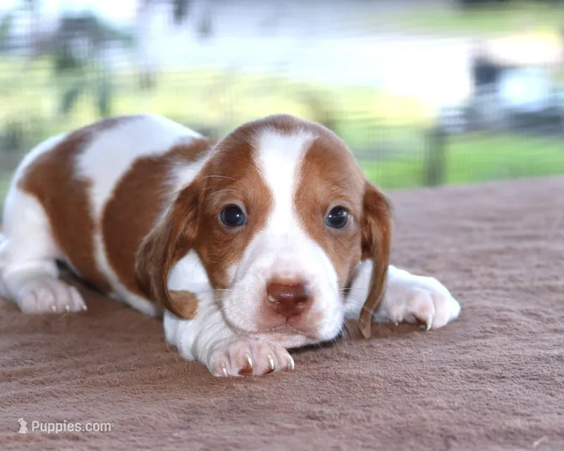 Thumper Purebred DNA Tested – Miniature Dachshund puppy for sale in Haines City, FL