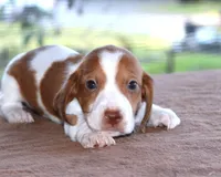 Thumper Purebred DNA Tested, a male Miniature Dachshund for sale in Haines City, FL – Photo 1 of 3