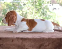 Thumper Purebred DNA Tested, a male Miniature Dachshund for sale in Haines City, FL – Photo 2 of 3