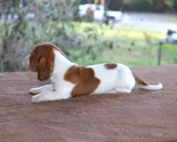 Thumper Purebred DNA Tested, a male Miniature Dachshund for sale in Haines City, FL – Photo 2 of 3