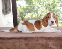 Thumper Purebred DNA Tested, a male Miniature Dachshund for sale in Haines City, FL – Photo 3 of 3