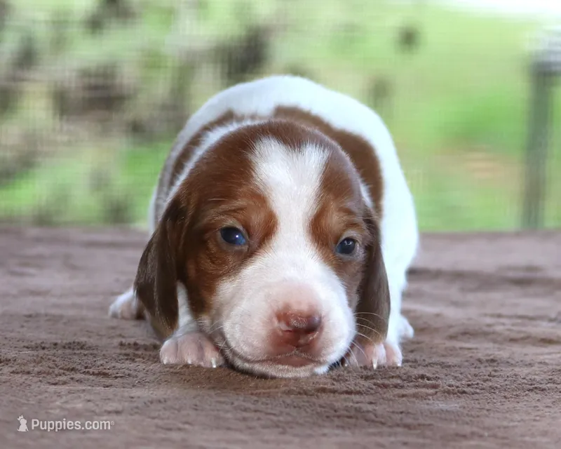 Thumper Purebred DNA Tested – Miniature Dachshund puppy for sale in Haines City, FL