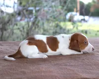 Thumper Purebred DNA Tested, a male Miniature Dachshund for sale in Haines City, FL – Photo 3 of 3