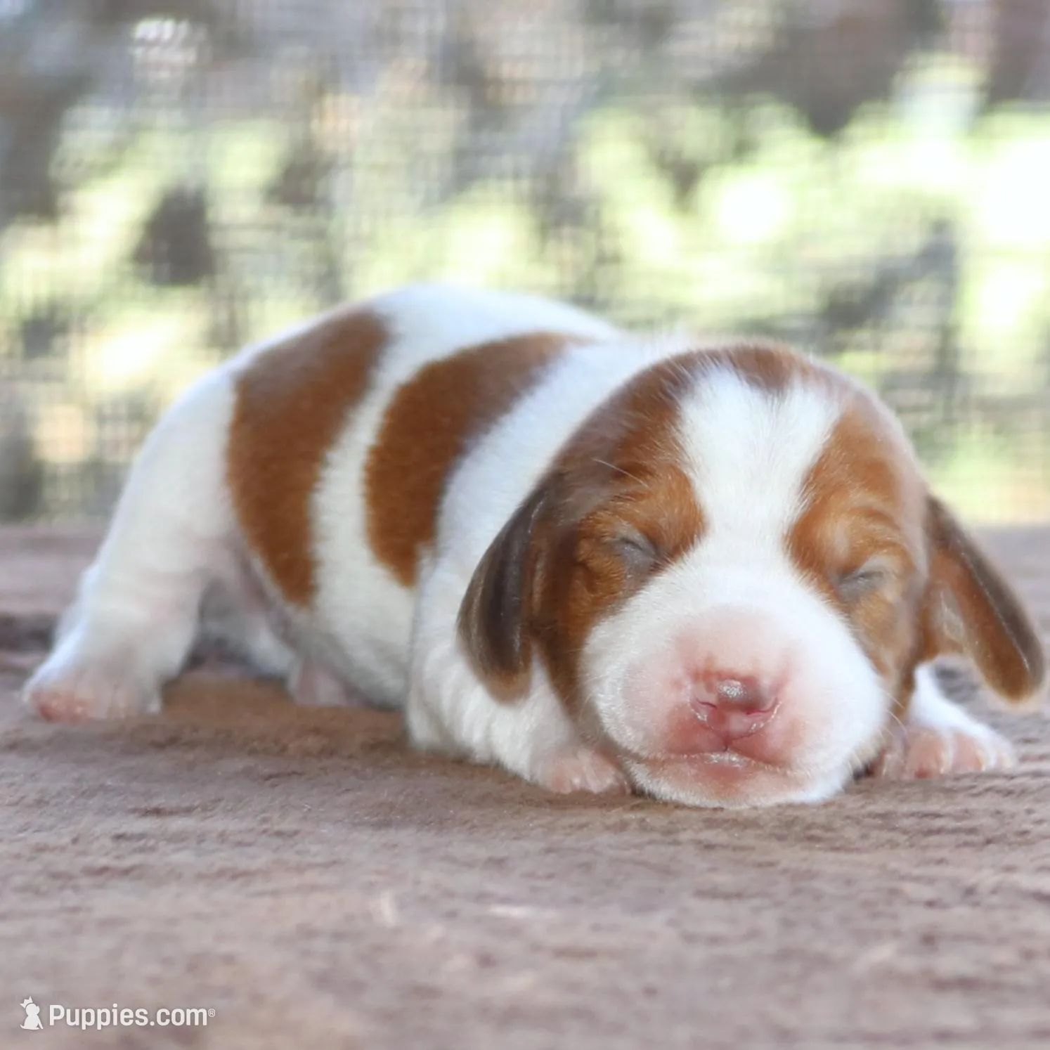 Thumper Purebred DNA Tested