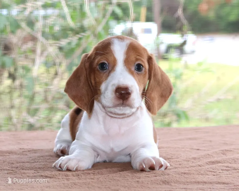 Thumper Purebred DNA Tested – Miniature Dachshund puppy for sale in Haines City, FL