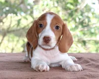 Thumper Purebred DNA Tested, a male Miniature Dachshund for sale in Haines City, FL – Photo 1 of 3