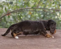 Puppy E Purebred DNA Tested, a female Miniature Dachshund for sale in Haines City, FL – Photo 3 of 6