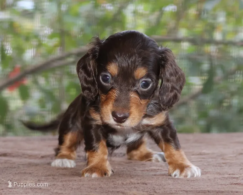 Puppy E Purebred DNA Tested