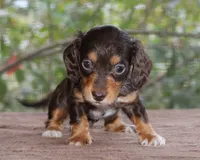 Puppy E Purebred DNA Tested, a female Miniature Dachshund for sale in Haines City, FL – Photo 1 of 6