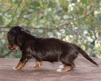 Puppy E Purebred DNA Tested, a female Miniature Dachshund for sale in Haines City, FL – Photo 2 of 6