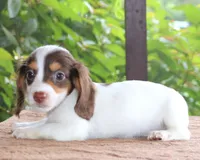Milo Purebred DNA Tested Family Raised, a male Miniature Dachshund for sale in Haines City, FL – 3 of 5