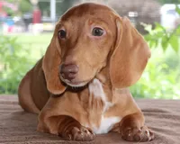 Clifford Purebred DNA Tested, a male Miniature Dachshund for sale in Haines City, FL – 2 of 5