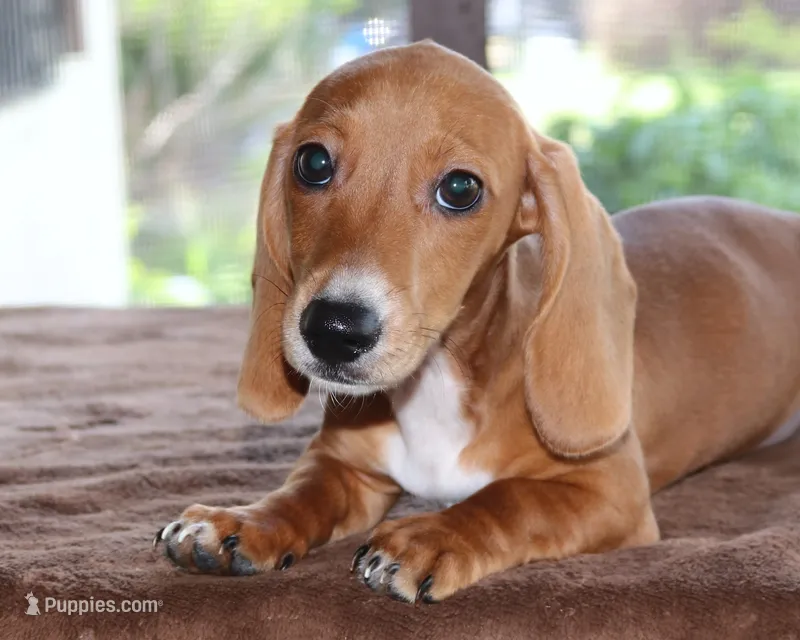 Tulip Purebred DNA Tested – Miniature Dachshund puppy for sale in Haines City, FL