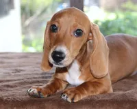 Tulip Purebred DNA Tested, a female Miniature Dachshund for sale in Haines City, FL – 1 of 5