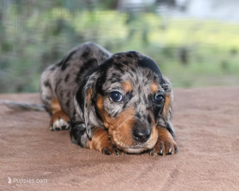 Jelly Bean Purebred DNA Tested – Miniature Dachshund puppy for sale in Haines City, FL