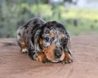 Jelly Bean Purebred DNA Tested, a female Miniature Dachshund for sale in Haines City, FL – Photo 1 of 4