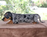 Jelly Bean Purebred DNA Tested, a female Miniature Dachshund for sale in Haines City, FL – Photo 2 of 3