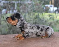 Jelly Bean Purebred DNA Tested, a female Miniature Dachshund for sale in Haines City, FL – Photo 2 of 4