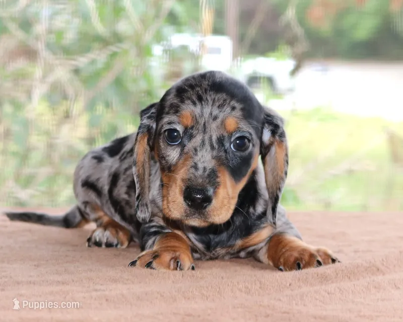 Jelly Bean Purebred DNA Tested – Miniature Dachshund puppy for sale in Haines City, FL