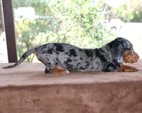 Jelly Bean Purebred DNA Tested, a female Miniature Dachshund for sale in Haines City, FL – Photo 3 of 3