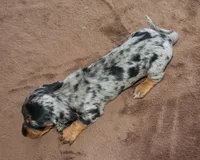 Jelly Bean Purebred DNA Tested, a female Miniature Dachshund for sale in Haines City, FL – Photo 3 of 4
