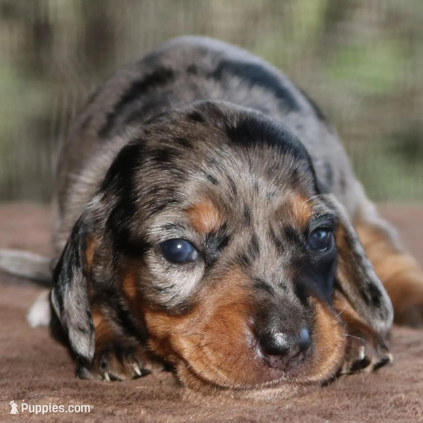 Jelly Bean Purebred DNA Tested – Miniature Dachshund puppy for sale in Haines City, FL