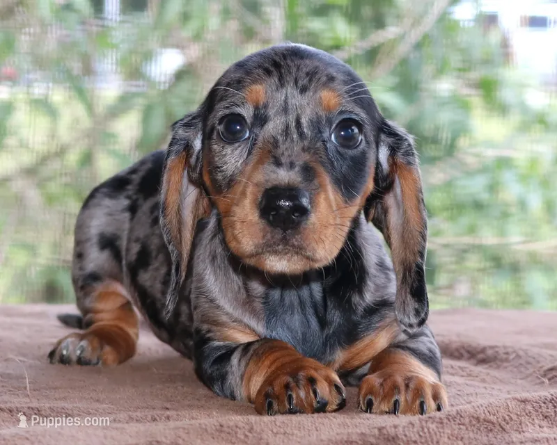 Jelly Bean Purebred DNA Tested, a female Miniature Dachshund for sale in Haines City, FL – Photo 1 of 3