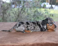 Jelly Bean Purebred DNA Tested, a female Miniature Dachshund for sale in Haines City, FL – Photo 4 of 4