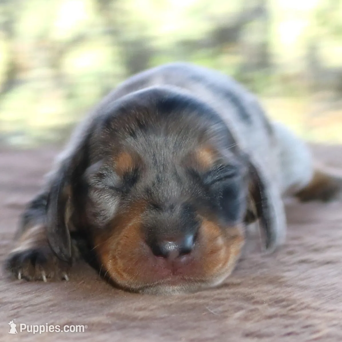 Jelly Bean Purebred DNA Tested, a female Miniature Dachshund for sale in Haines City, FL – Photo 1 of 1