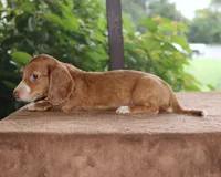 Marvin Family Raised Purebred DNA Tested, a male Miniature Dachshund for sale in Haines City, FL – 3 of 4