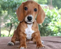 Tulip Purebred DNA Tested, a female Miniature Dachshund for sale in Haines City, FL – 2 of 5