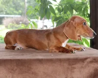 Tulip Purebred DNA Tested, a female Miniature Dachshund for sale in Haines City, FL – 5 of 5