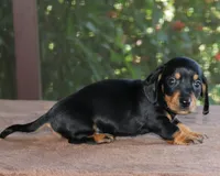 Johnny Family Raised Purebred, a male Miniature Dachshund for sale in Haines City, FL – Photo 3 of 3