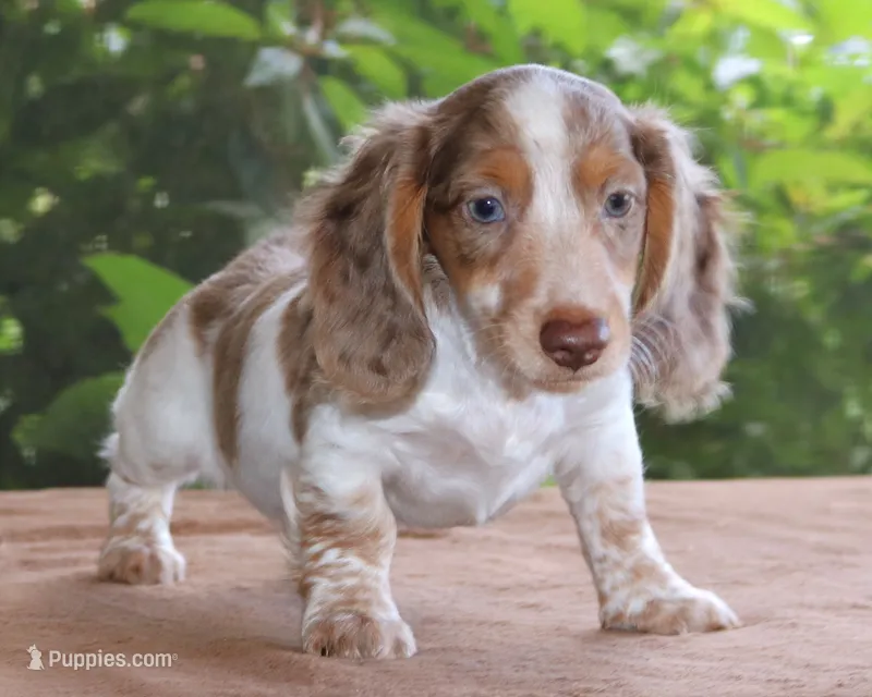 Moby Dapple Family Raised Purebred DNA Tested – Miniature Dachshund puppy for sale in Haines City, FL
