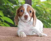 Mae Dapple Family Raised Purebred DNA Tested, a female Miniature Dachshund for sale in Haines City, FL – 1 of 5