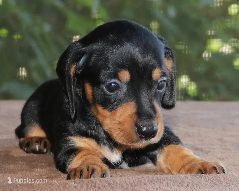 Susan Family Raised Purebred