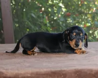 Susan Family Raised Purebred, a female Miniature Dachshund for sale in Haines City, FL – Photo 4 of 5
