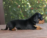 Susan Family Raised Purebred, a female Miniature Dachshund for sale in Haines City, FL – Photo 5 of 5