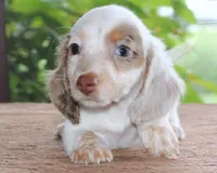 Mavis Dapple Family Raised Purebred DNA Tested, a female Miniature Dachshund for sale in Haines City, FL – 1 of 5