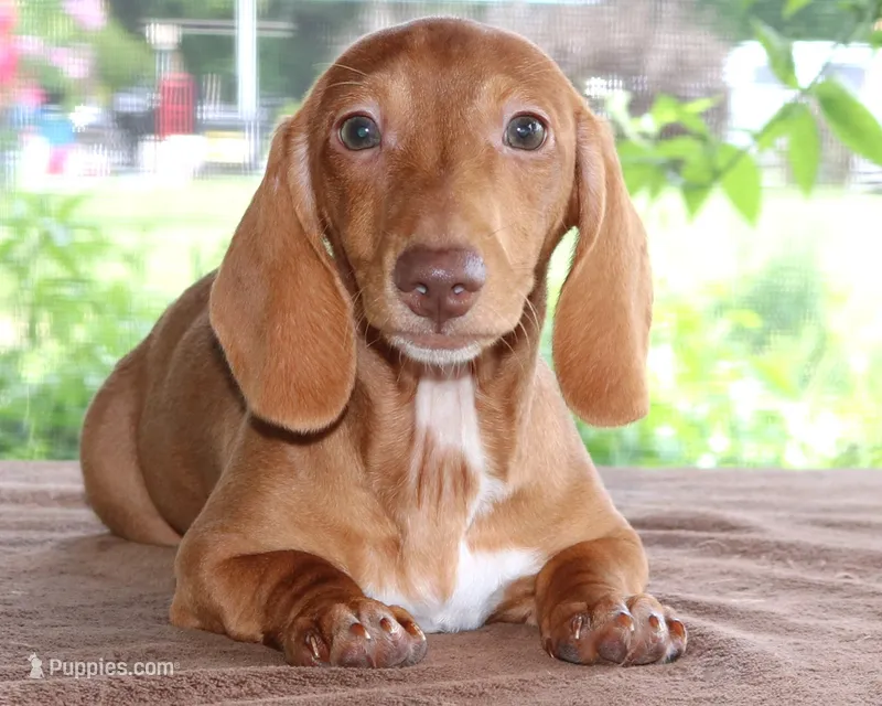 Clifford Purebred DNA Tested – Miniature Dachshund puppy for sale in Haines City, FL