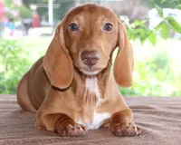 Clifford Purebred DNA Tested, a male Miniature Dachshund for sale in Haines City, FL – 1 of 5