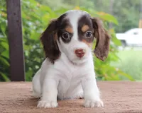Milo Purebred DNA Tested Family Raised, a male Miniature Dachshund for sale in Haines City, FL – 1 of 5
