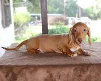 Clifford Purebred DNA Tested, a male Miniature Dachshund for sale in Haines City, FL – 3 of 3