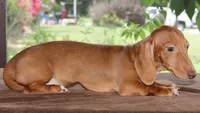 Clifford Purebred DNA Tested, a male Miniature Dachshund for sale in Haines City, FL – 3 of 5