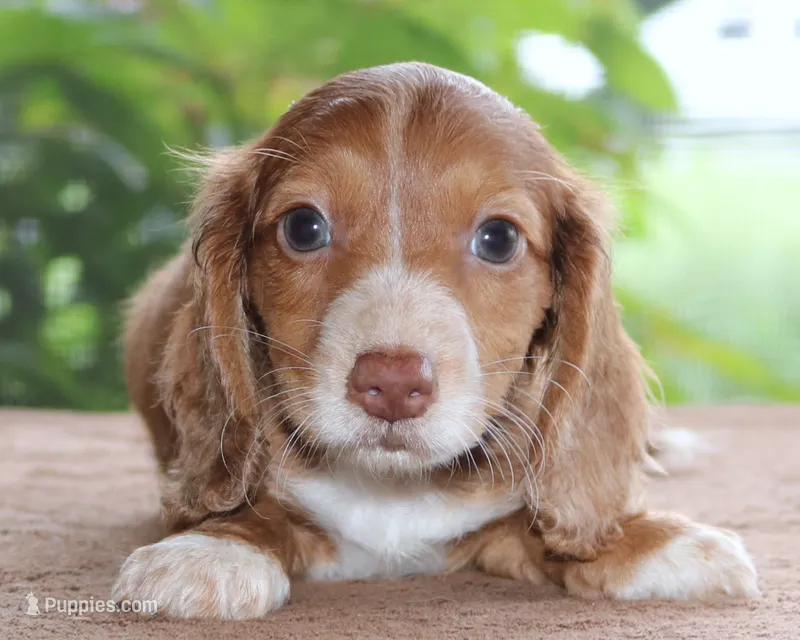 Marvin Family Raised Purebred DNA Tested – Miniature Dachshund puppy for sale in Haines City, FL